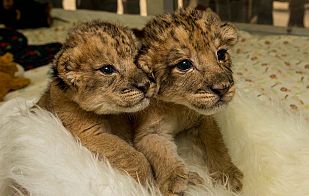 Dos hermanos leones en el Zoo de San Diego Dos hermanos leones en el Zoo de San Diego