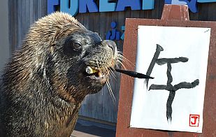 El Año del Caballo según este león marino El Año del Caballo según este león marino