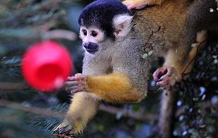 Mono ardilla navideño Mono ardilla navideño