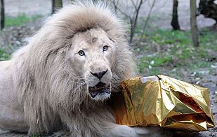 Una sorpresa de pollo para el león blanco Una sorpresa de pollo para el león blanco