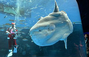 Santa Claus con un pez luna Santa Claus con un pez luna