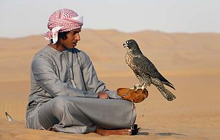 Un halcón por mascota Un halcón por mascota