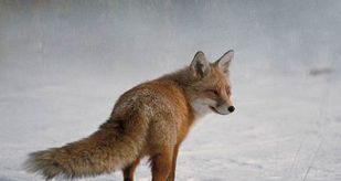 El documental, un género que brilla en los Goya con luz propia El documental, un género que brilla en los Goya con luz propia