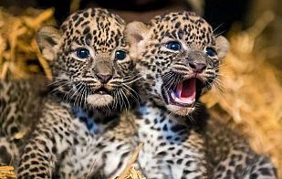Cachorros de leopardo de Sri Lanka