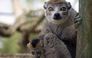 Lemur coronado