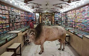 Un toro 'de compras'