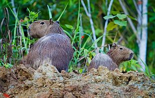 Capibaras en Perú