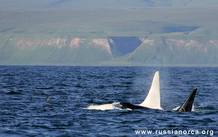 'Iceberg' vive una unidad familiar formada por 12 ejemplares