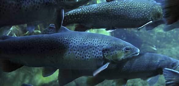 Las sustancias presentes en las cremas de protecci&oacute;n solar afectan a la reproducci&oacute;n de los peces de los r&iacute;os