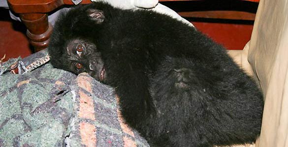 Ihirwe, el peque&ntilde;o gorila de monta&ntilde;a rescatado de una banda de furtivos