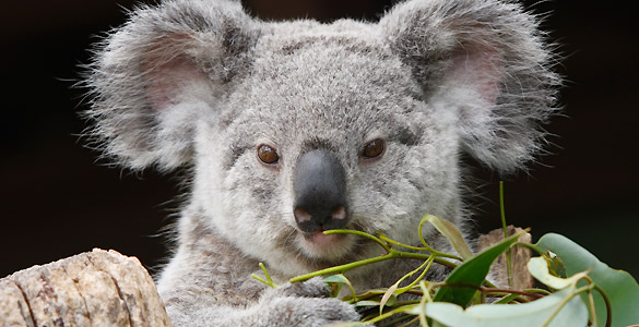Los koalas son uno de los s&iacute;mbolos de la fauna australiana