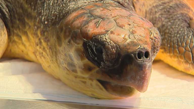 Nueve que cada diez tortugas sobreviven en el centro Fauna Silvestre en Tenerife