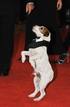 El perro de The Artist en la Casa Blanca
