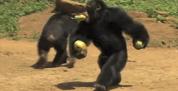 Los chimpancés usaban todas las opciones posibles para conseguir comida por la 'vía rápida'