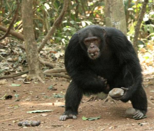 Los chimpancés empleaban las manos y la boca para transportar comida