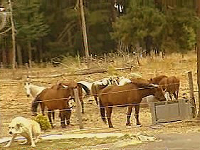 Espa&ntilde;a Directo - 170 caballos abandonados en Le&oacute;n
