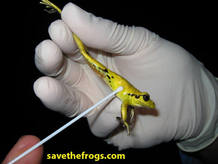 Para saber si un anfibio está afectado por la enfermedad le frontan sobre la piel un bastoncillo de algodón Para saber si un anfibio está afectado por la enfermedad le frontan sobre la piel un bastoncillo de algodón