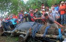 Los cazadores necesitaron la ayuda de 30 hombres para apresar al cocodrilo