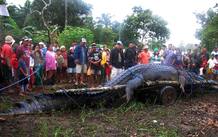 El cocodrilo no ser&aacute; sacrificado, sino que ser&aacute; trasladado a un parque natural