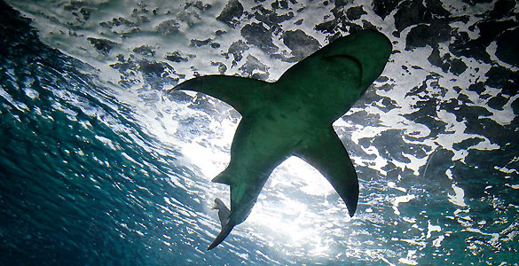 M&aacute;s de la mitad de los tiburones de alta mar est&aacute;n en peligro de extinci&oacute;n