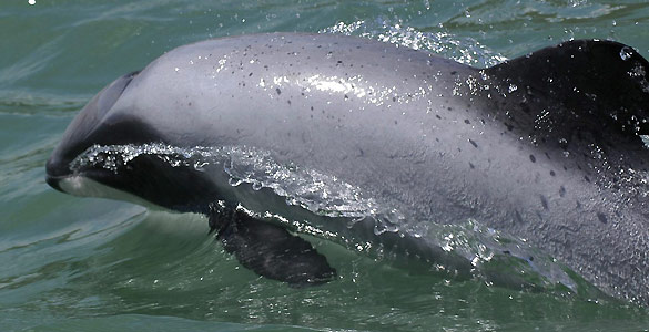 Un ejemplar de delf&iacute;n de Maui, los m&aacute;s peque&ntilde;os de la especie