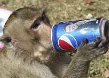 Las ofrendas que se realizan durante el ritual de los monos son muy variadas. Pero con un mismo fin, que los macacos disfruten de un fest&iacute;n gastron&oacute;mico. En la imagen, uno de los monos bebiendo un refresco.