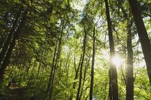 Cada pa&iacute;s ha elegido un d&iacute;a distinto para celebrar el d&iacute;a del &aacute;rbol