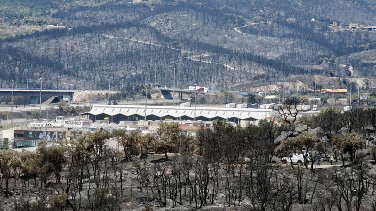 Los bosques quemados pueden tardar hasta 30 a&ntilde;os en recuperarse