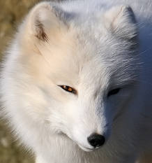 La tundra &aacute;rtica de la que depende el zorro &aacute;rtico (Alopex lagopus) est&aacute; desapareciendo debido al aumento de las temperaturas y al florecimiento de nuevas especies vegetales.
