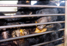 La extracci&oacute;n de bilis a estos animales se produce mediante incisiones practicadas en el abdomen y la ves&iacute;cula biliar que se mantienen abiertas con sondas