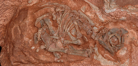 Restos de un embri&oacute;n de Massospondylus.