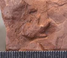 Las huellas de las cr&iacute;as de dinosaurio revelan que estas andaban a cuatro patas, mientras que sus padres eran b&iacute;pedos.