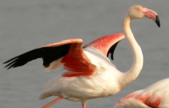 40 a&ntilde;os del Parque Nacional de Do&ntilde;ana