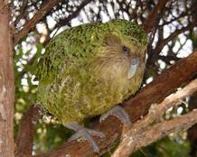 La cara del kakapo es redondeada y las plumas están dispuestas de tal forma que acentúan el efecto mofletudo, además tiene bigotes. La cara del kakapo es redondeada y las plumas están dispuestas de tal forma que acentúan el efecto mofletudo, además tiene bigotes.