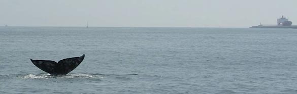 La ballena gris avistada frente a la costa de Barcelona