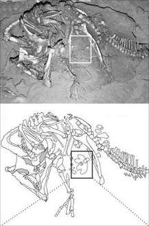El recuadro muestra la huella encontrada junto a los fósiles del dinosaurio El recuadro muestra la huella encontrada junto a los fósiles del dinosaurio