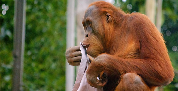 Los orangutanes tienen la capacidad de aprender socialmente y transferir sus conocimientos Los orangutanes tienen la capacidad de aprender socialmente y transferir sus conocimientos