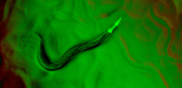 C. elegans bajo el microscopio