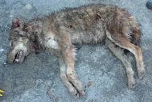 El uso de estas t&eacute;cnicas forenses podr&iacute;a ayudar a los investigadores a identificar a los responsables de la matanza de especies protegidas, como el lobo.