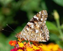 Un ejemplar de Vanessa cardui, la especie que ha sido enviada a la ISS. Un ejemplar de Vanessa cardui, la especie que ha sido enviada a la ISS.