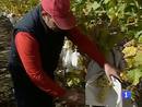 Ir al Video&nbsp;El 80 % de las uvas que nos comemos provienen del valle del Vinalop&oacute; en Alicante