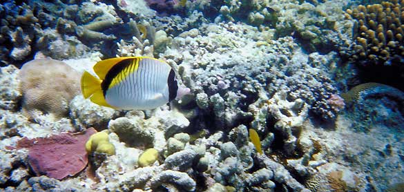 La Gran Barrera de Coral australiana, patrimonio de la humanidad.