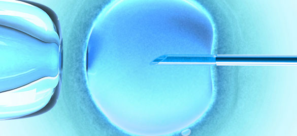 Los ovocitos humanos se generan in vitro a partir de las células madre