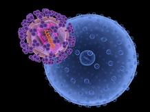 Recreaci&oacute;n de la infecci&oacute;n de una c&eacute;lula por un virus del VIH