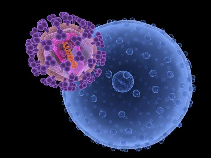 Recreaci�n de la infecci�n de una c�lula por un virus del VIH