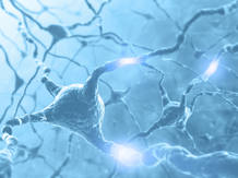Los investigadores han descubierto en este trabajo una nueva función biológica de unas enzimas llamadas caspasas Los investigadores han descubierto en este trabajo una nueva función biológica de unas enzimas llamadas caspasas