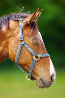 Los caballos también pueden dormir de pie, pero esta postura no les permite hacerlo profundamente Los caballos también pueden dormir de pie, pero esta postura no les permite hacerlo profundamente