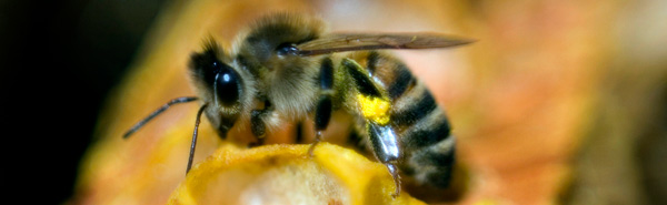 Una abeja descansa en una colmena Una abeja descansa en una colmena