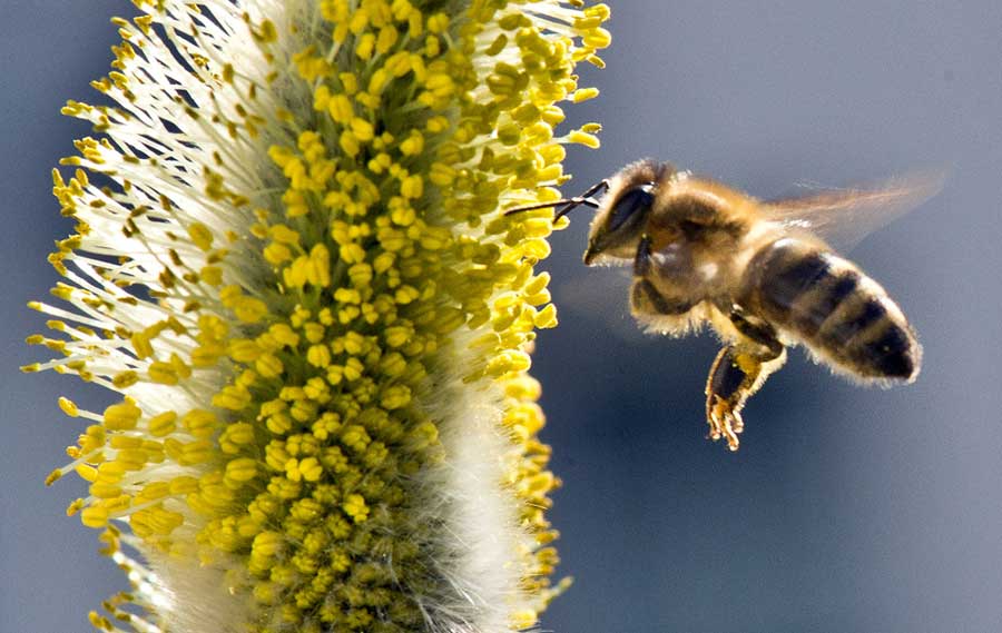 Abeja recogiendo polen