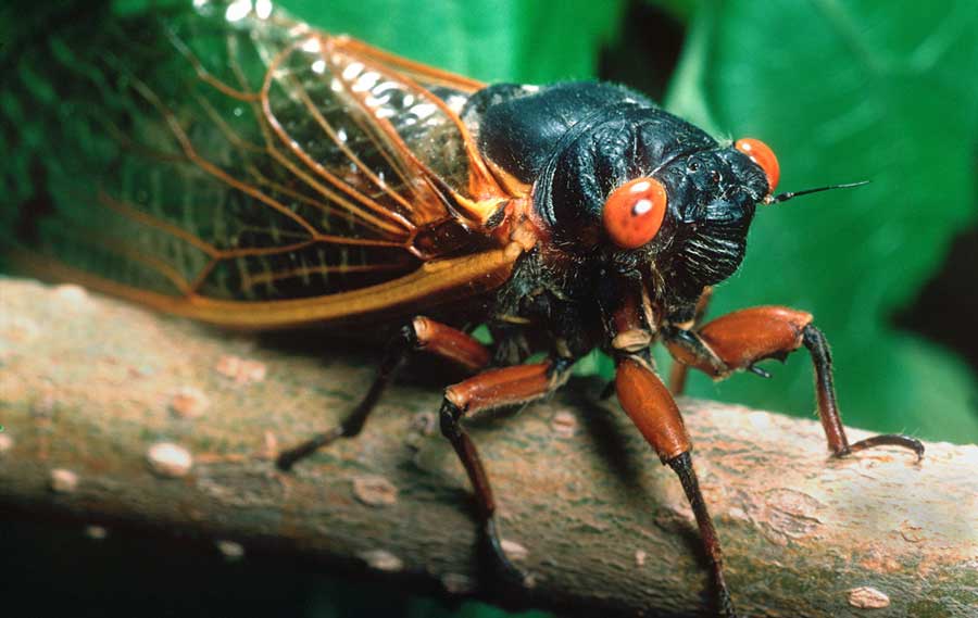 Abeja recogiendo polen